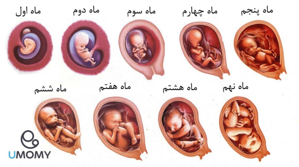 در سهماهه اول بارداری چه اتفاقاتی رخ میدهد؟
